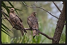 Zwarte Wouw. Black Kite, Milvus migrans Location: Kololi, the Gambia zwarte wouw MG 6968 kopie